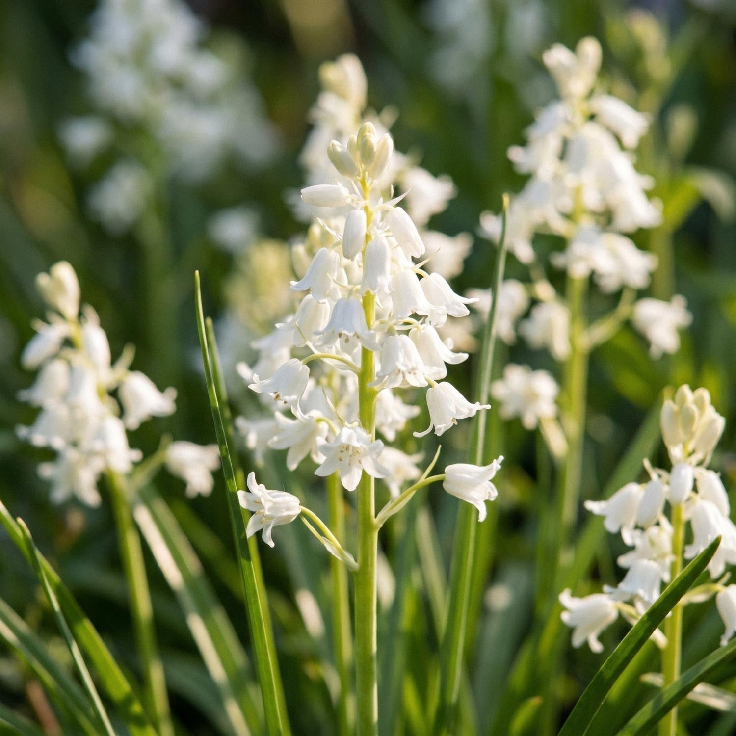 Englanninsinililja, Hyacinthoides 'White City'