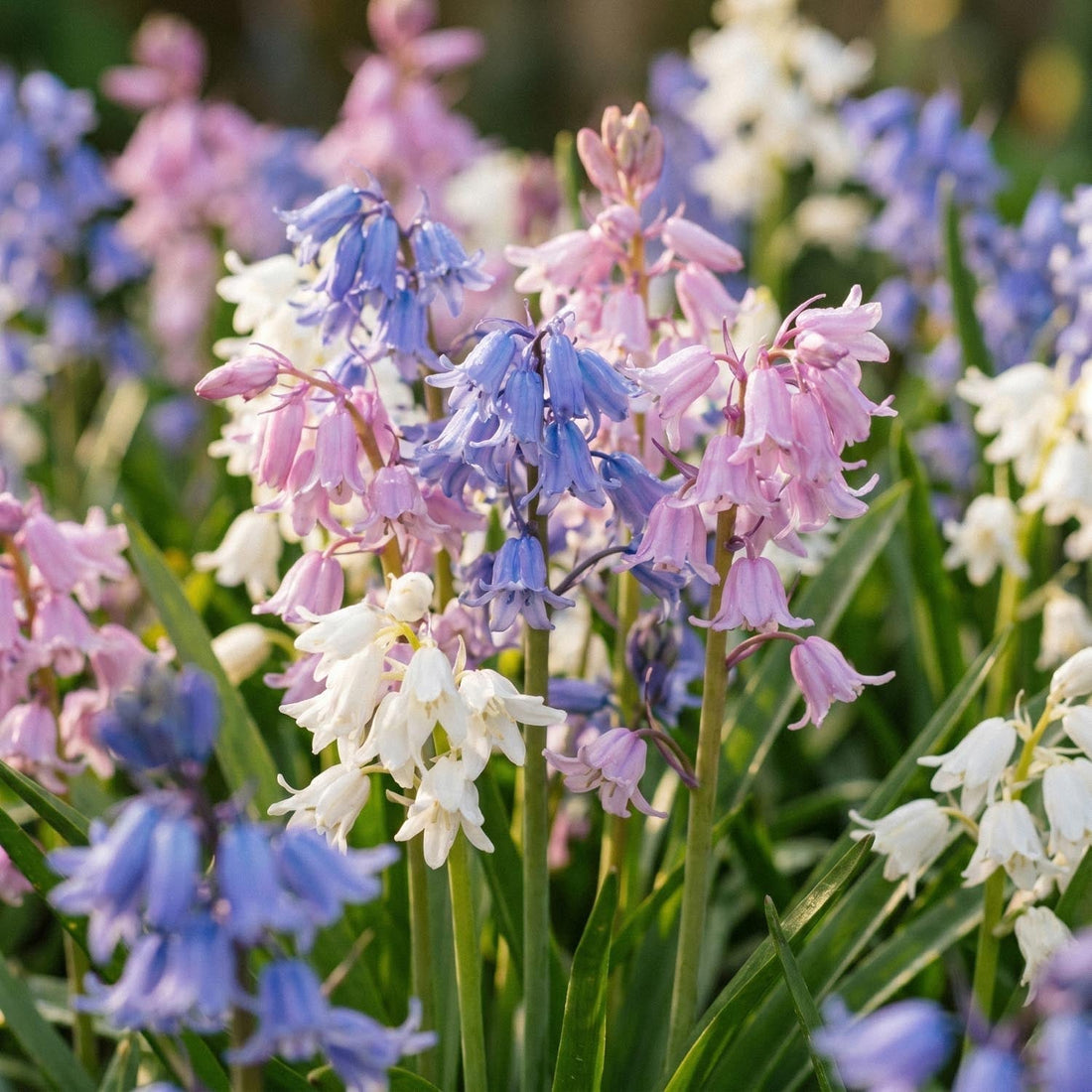 Englanninsinililjasekoitus, Hyacinthoides 'Mixed'