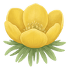 Talventähti mukulat / Eranthis