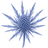 Piikkiputki juurakot / Eryngium