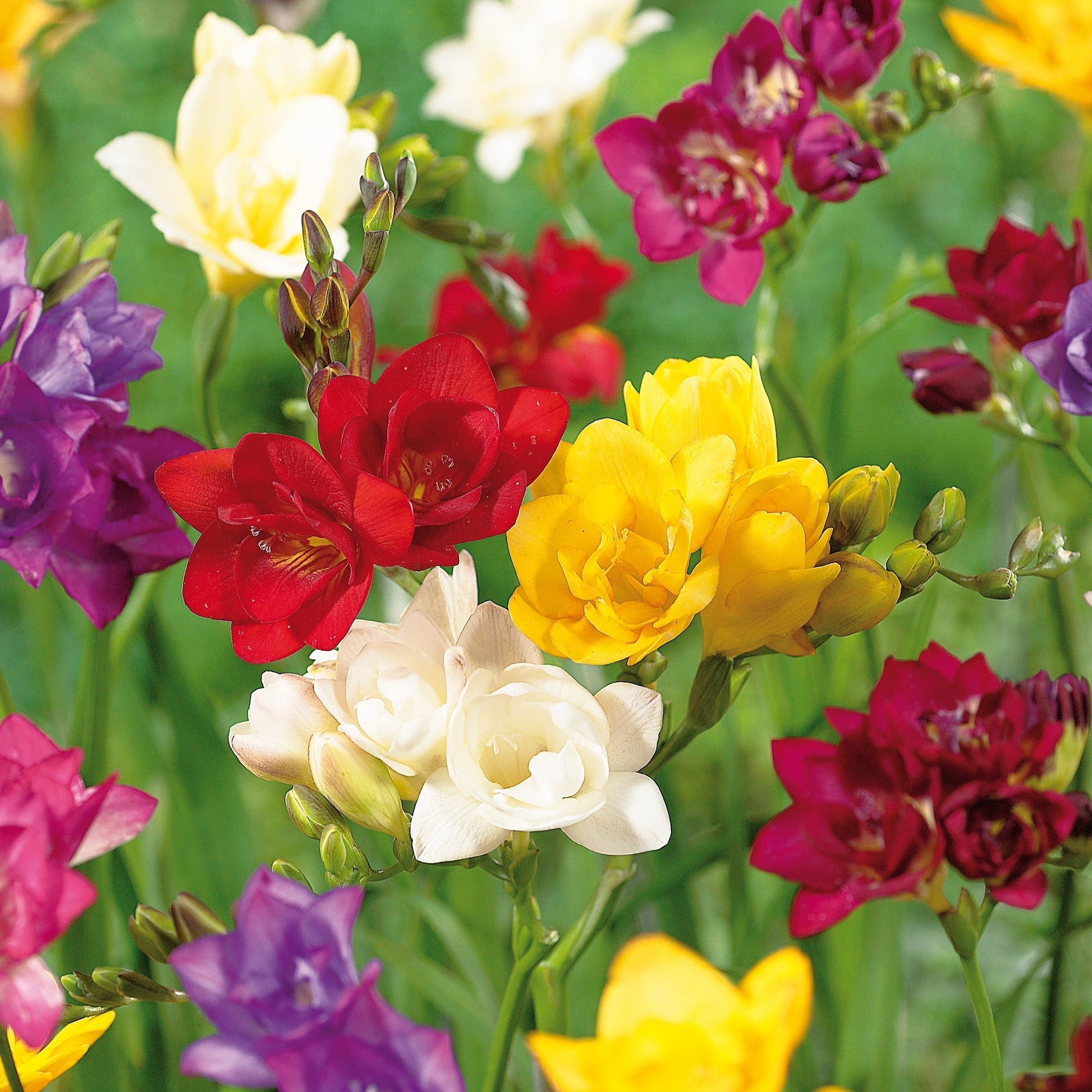 Freesia 'Double mix'