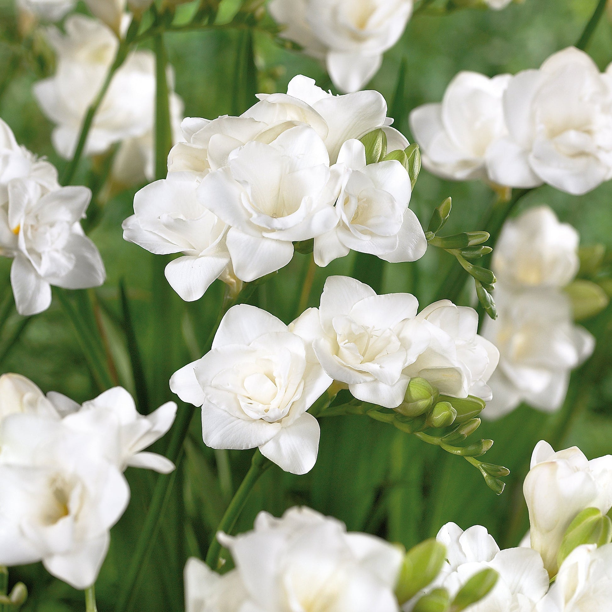 Freesia 'Double White'