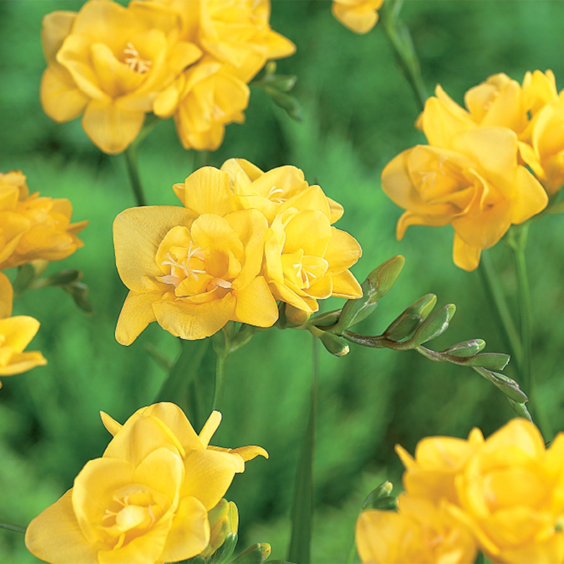 Freesia 'Double Yellow'