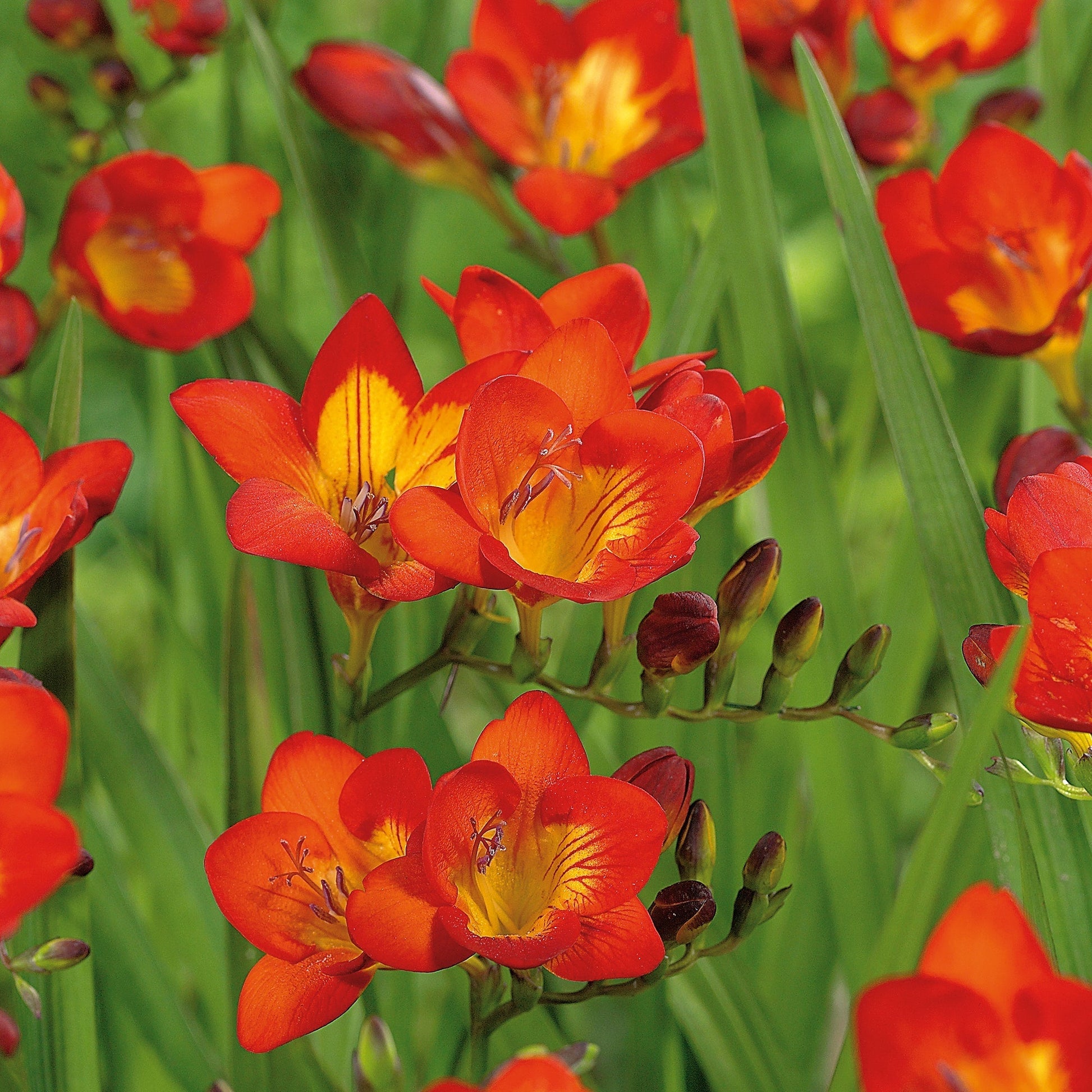 Freesia 'Orange'