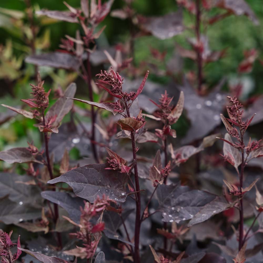 Gardenian siemenet punaiset - 100 luomusiementä
