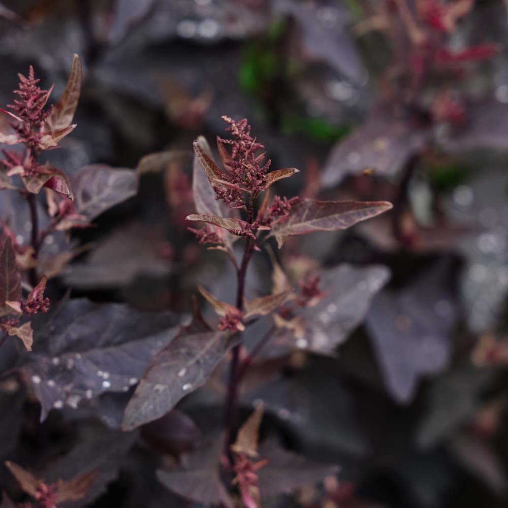 Gardenian siemenet punaiset - 100 luomusiementä