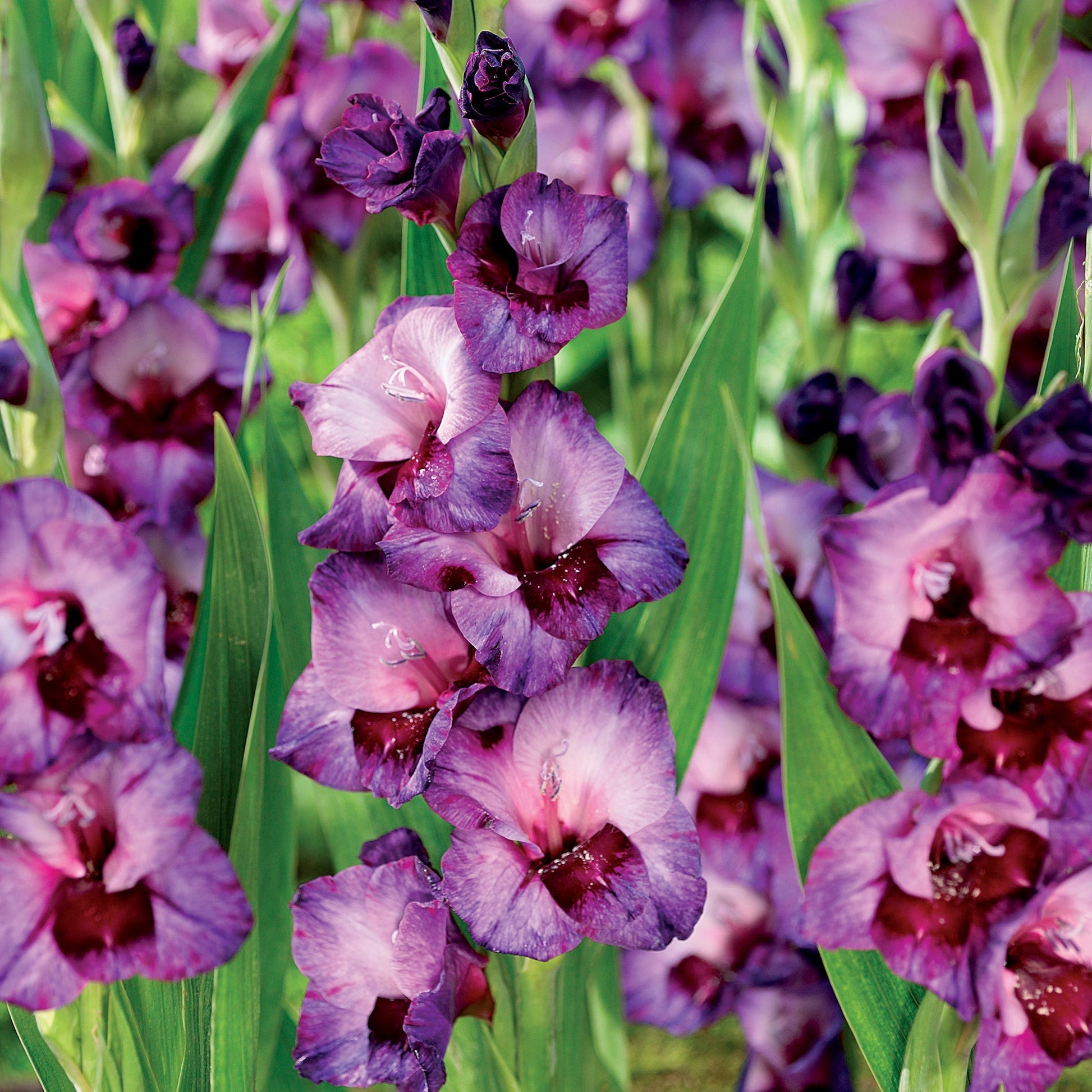 Gladiolus 'Purple Art'