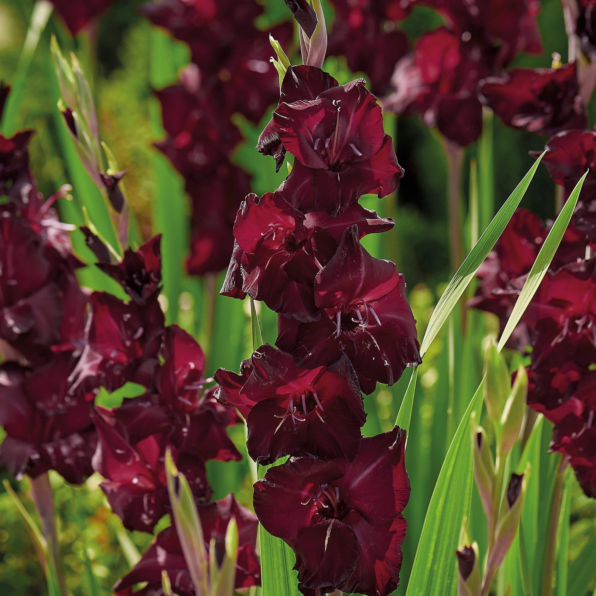 Gladiolus 'Tavira'