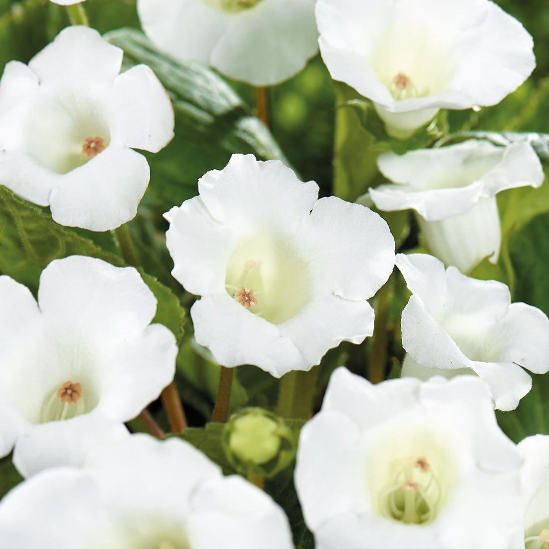 Gloksinia, Sinningia 'Mont Blanc'