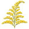 Kultapiisku paljasjuuritaimet / Solidago