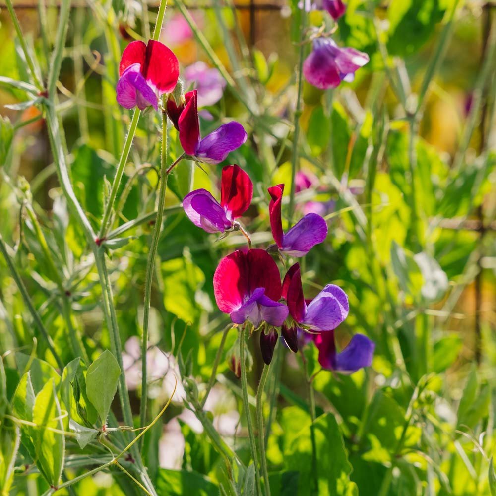 Hajuherneen siemenet 'Sweet Pea' - 30 luomusiementä