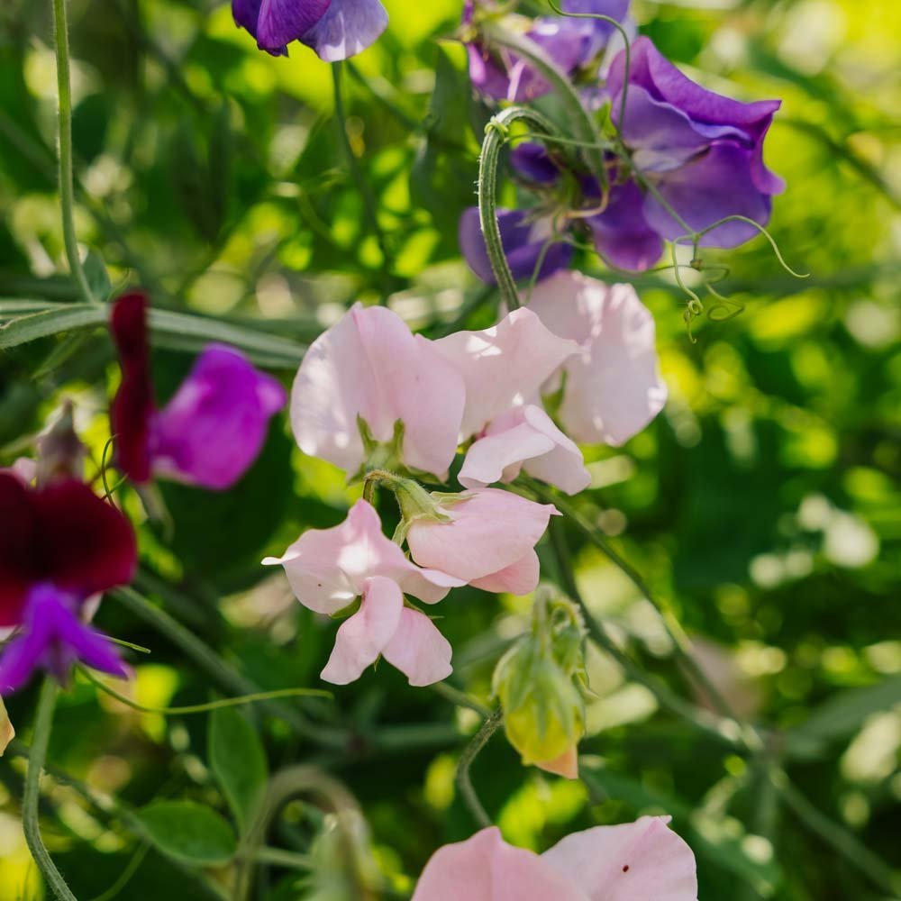 Hajuherneen siemenet 'Sweet Pea Mix' - 20 luomusiementä