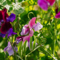 Hajuherneen siemenet 'Sweet Pea Mix' - 20 luomusiementä