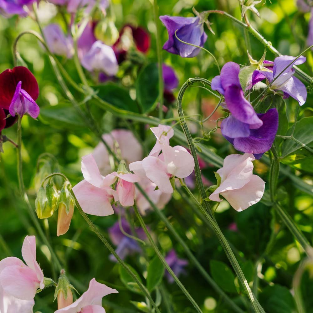 Hajuherneen siemenet 'Sweet Pea Mix' - 20 luomusiementä