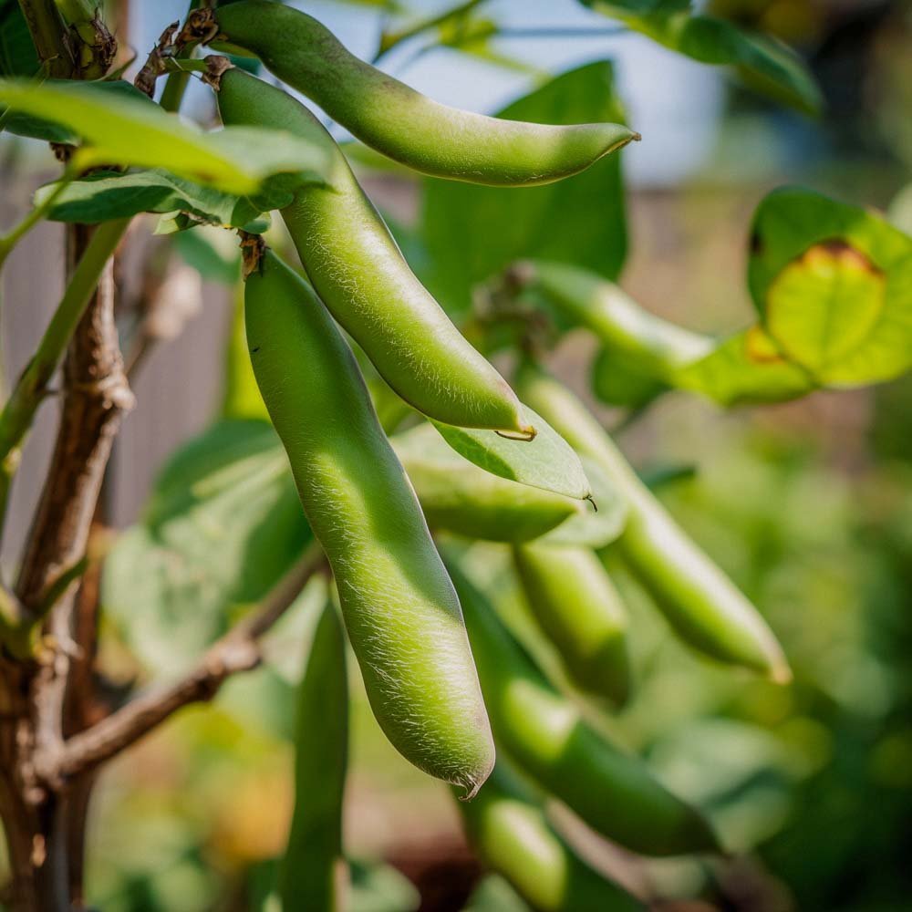 Härkäpavun siemenet 'Eleonora' - 5 luomusiementä