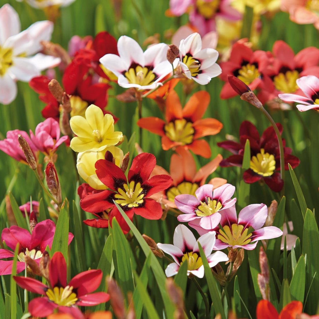 Harlekiinikukka, Sparaxis 'Mixed'