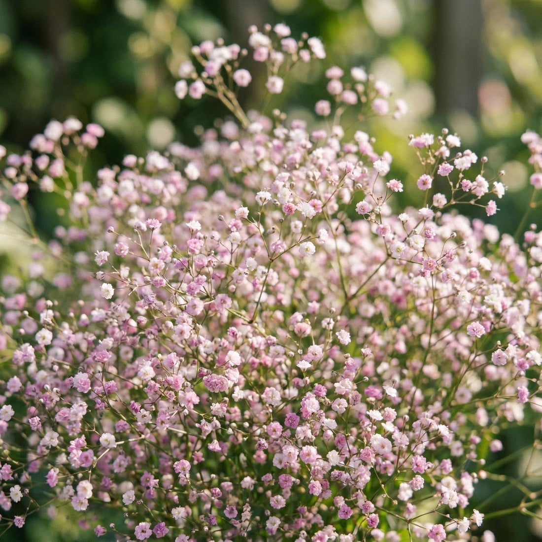 Harsokukka, Gypsophila 'Paniculata'