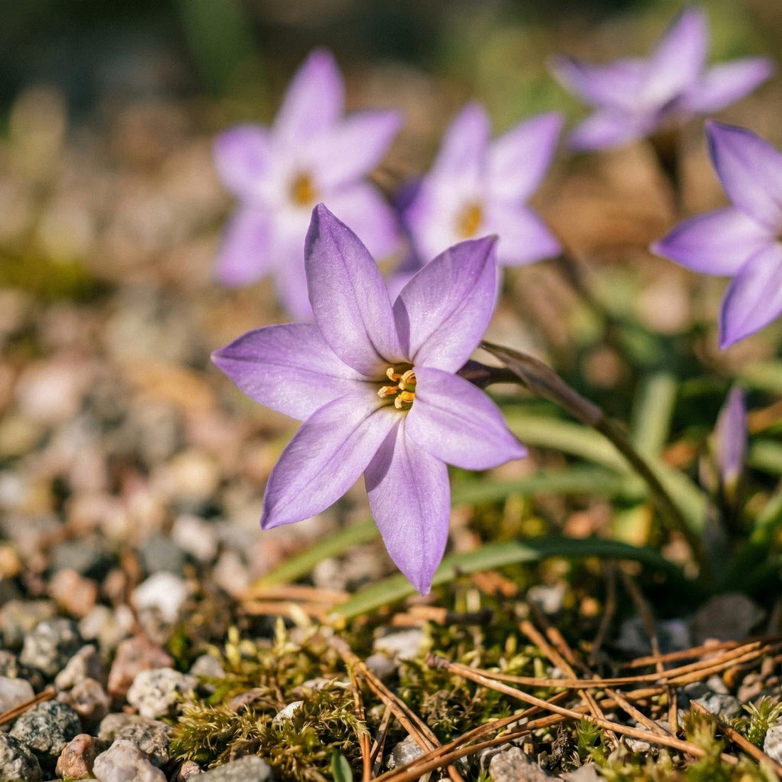 Heinätähti, Ipheion 'Charlotte Bishop'