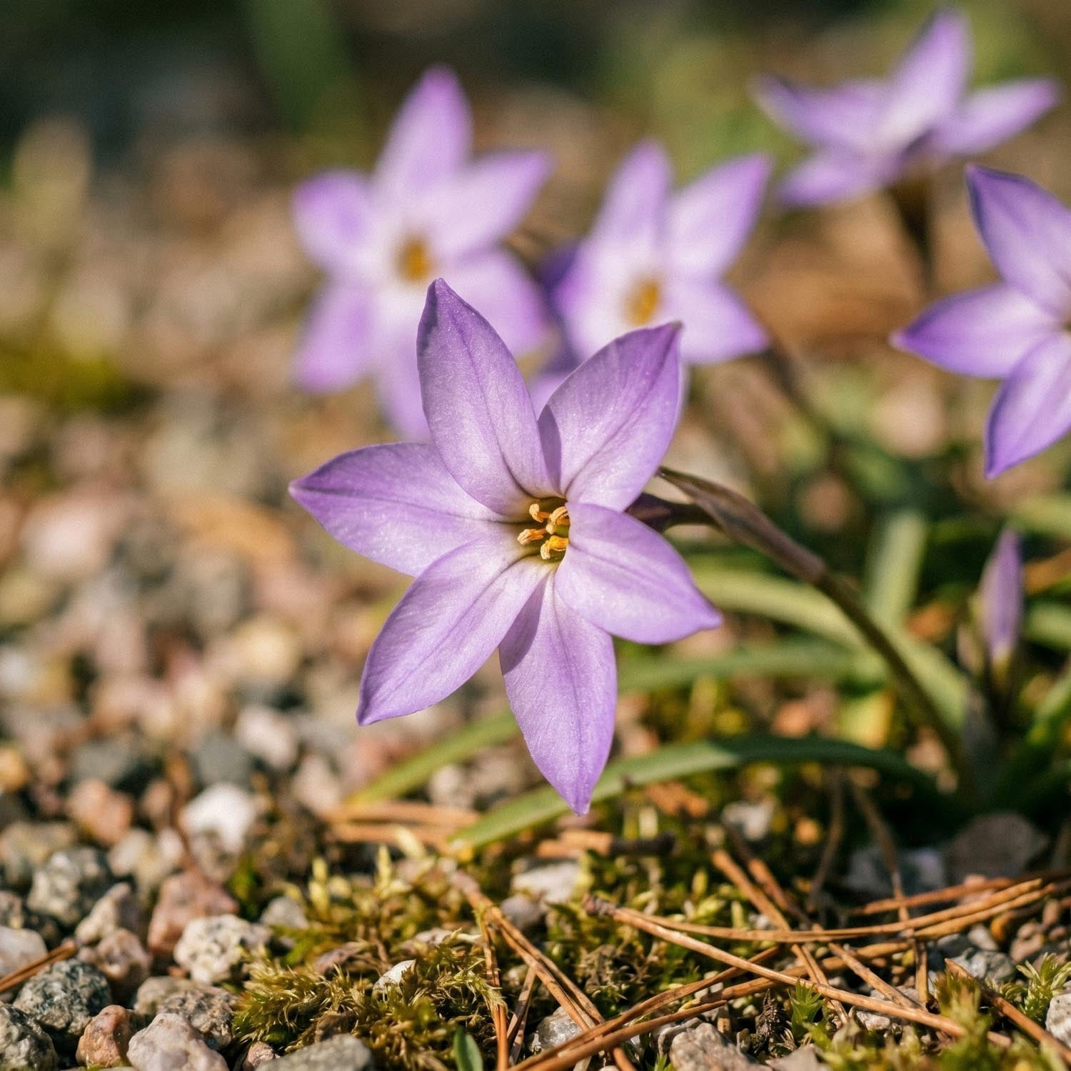 Heinätähti, Ipheion 'Charlotte Bishop'