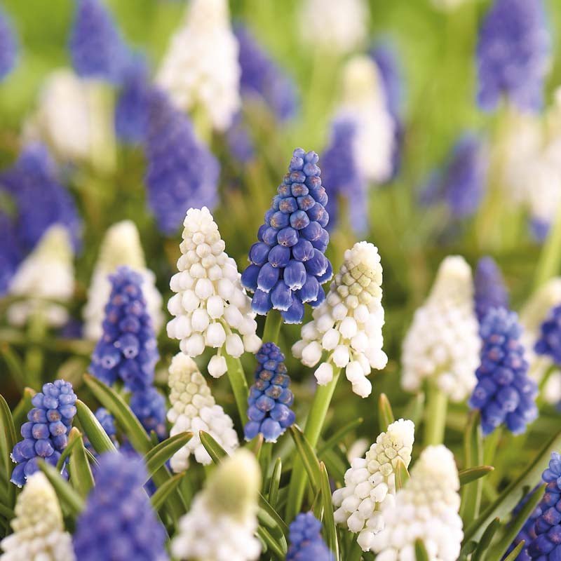 Helmihyasinttiseos 'Mixed'