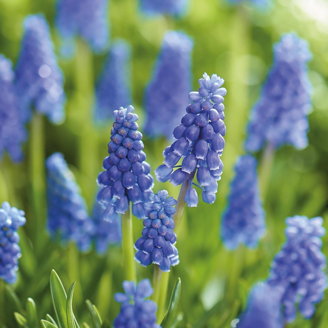 Helmililja, Muscari 'Armeniacum'
