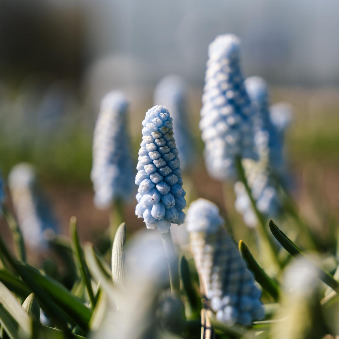 Helmililja, Muscari 'Baby's Breath'