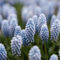 Helmililja, Muscari 'Baby's Breath'