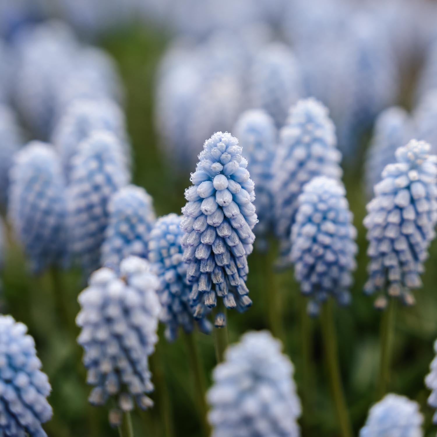 Helmililja, Muscari 'Baby's Breath'