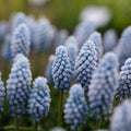 Helmililja, Muscari 'Baby's Breath'