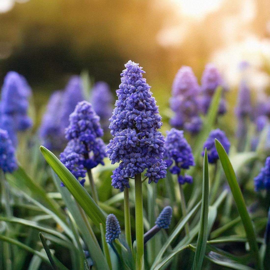 Helmililja, Muscari 'Fantasy Creation'
