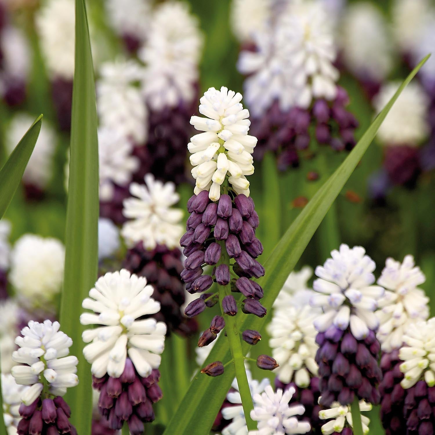 Helmililja, Muscari 'Grape Ice'