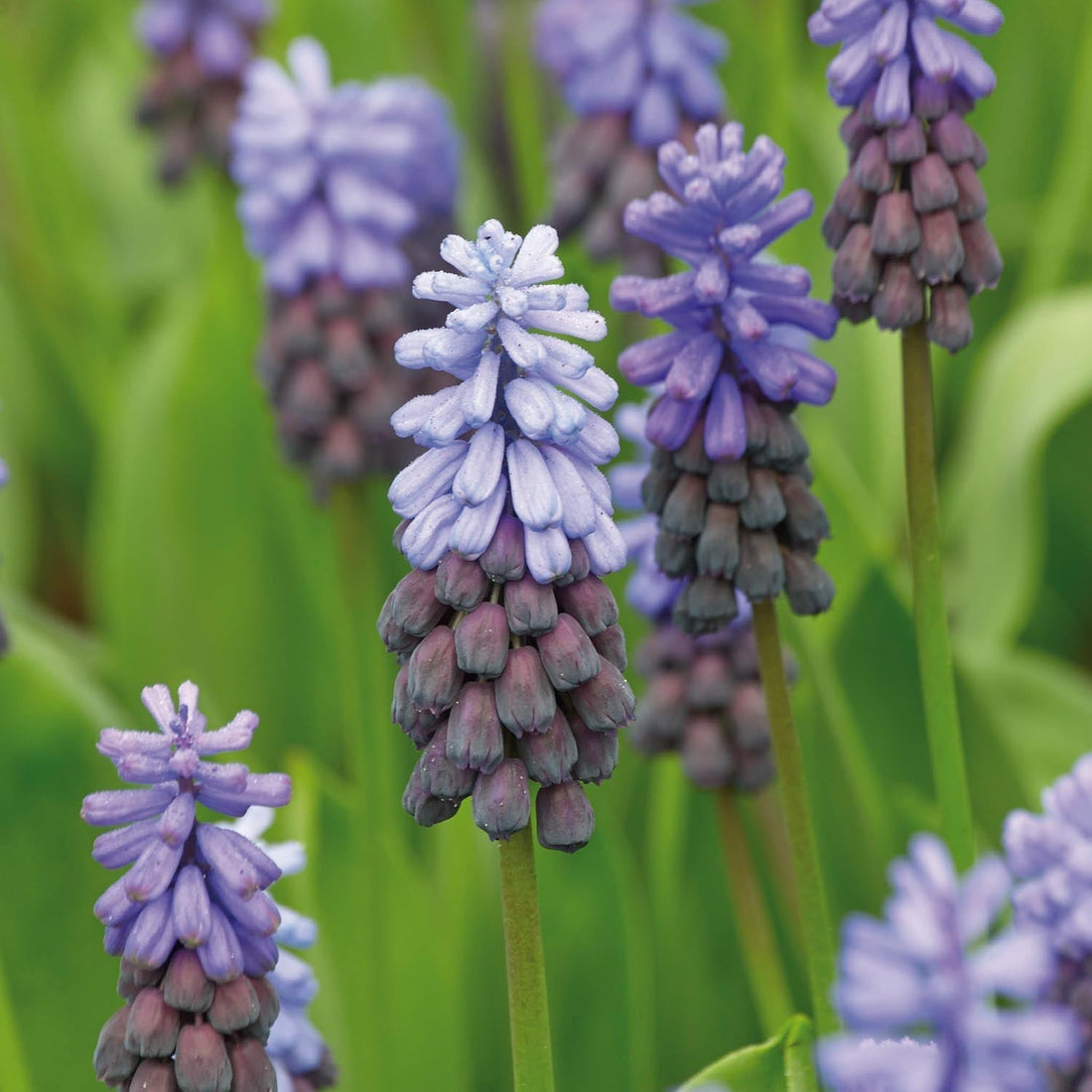 Helmililja, Muscari 'Latifolium'
