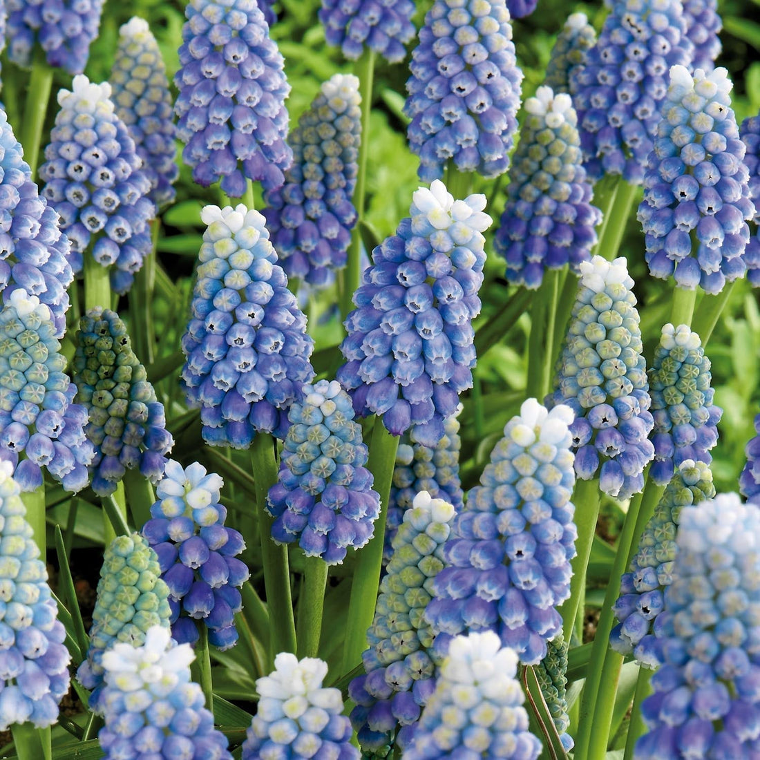 Helmililja, Muscari 'Ocean Magic'