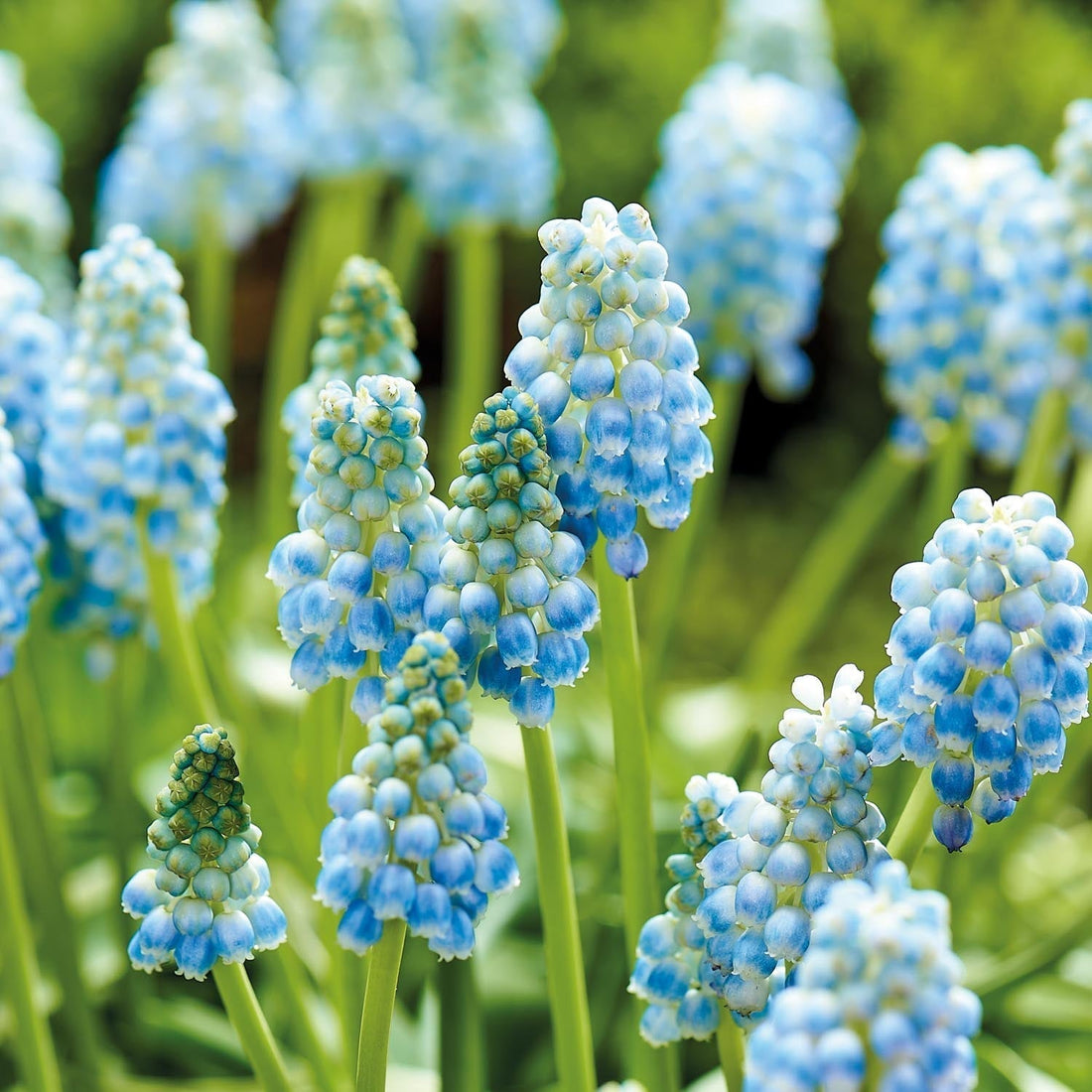 Helmililja, Muscari 'Peppermint'