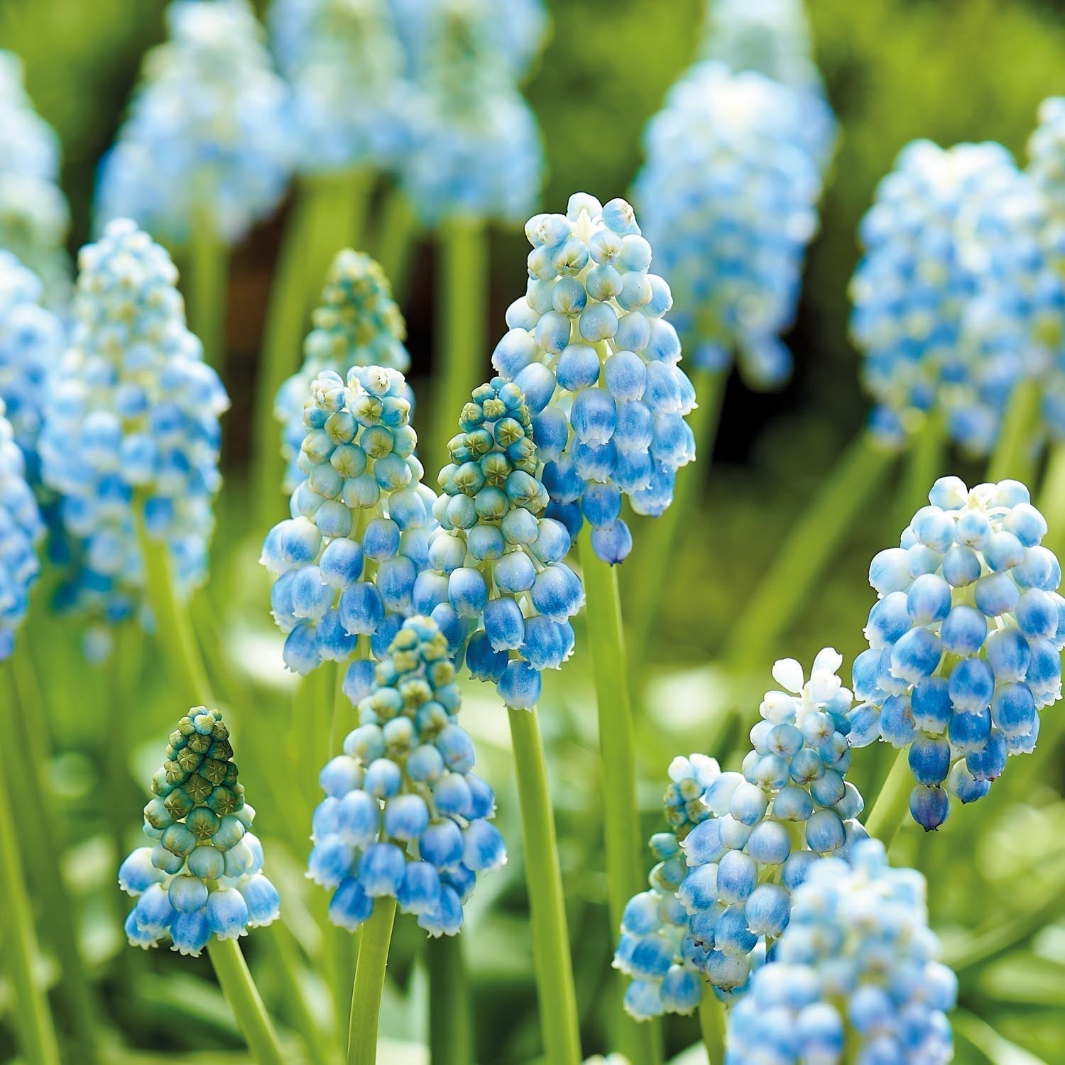 Helmililja, Muscari 'Peppermint'
