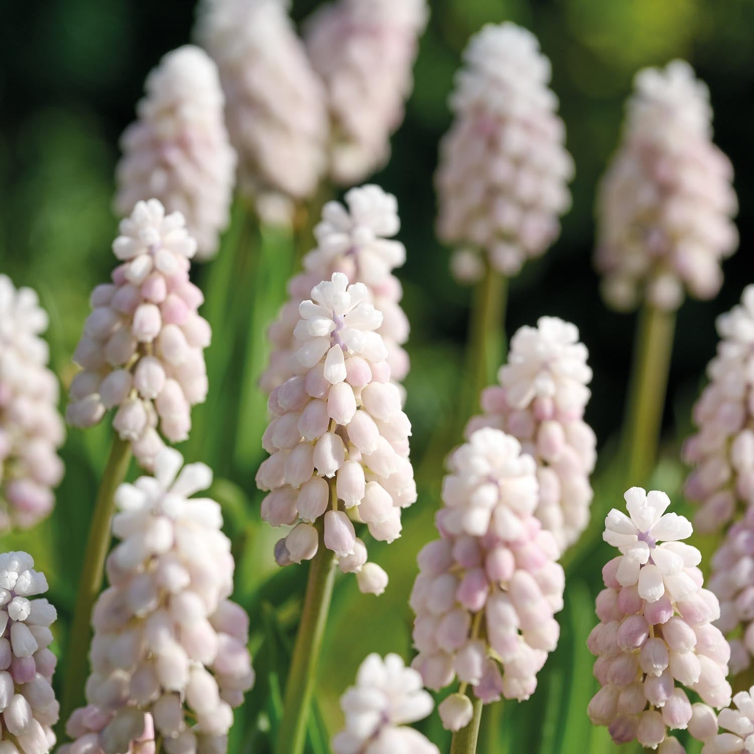 Helmililja, Muscari 'Pink Sunrise'