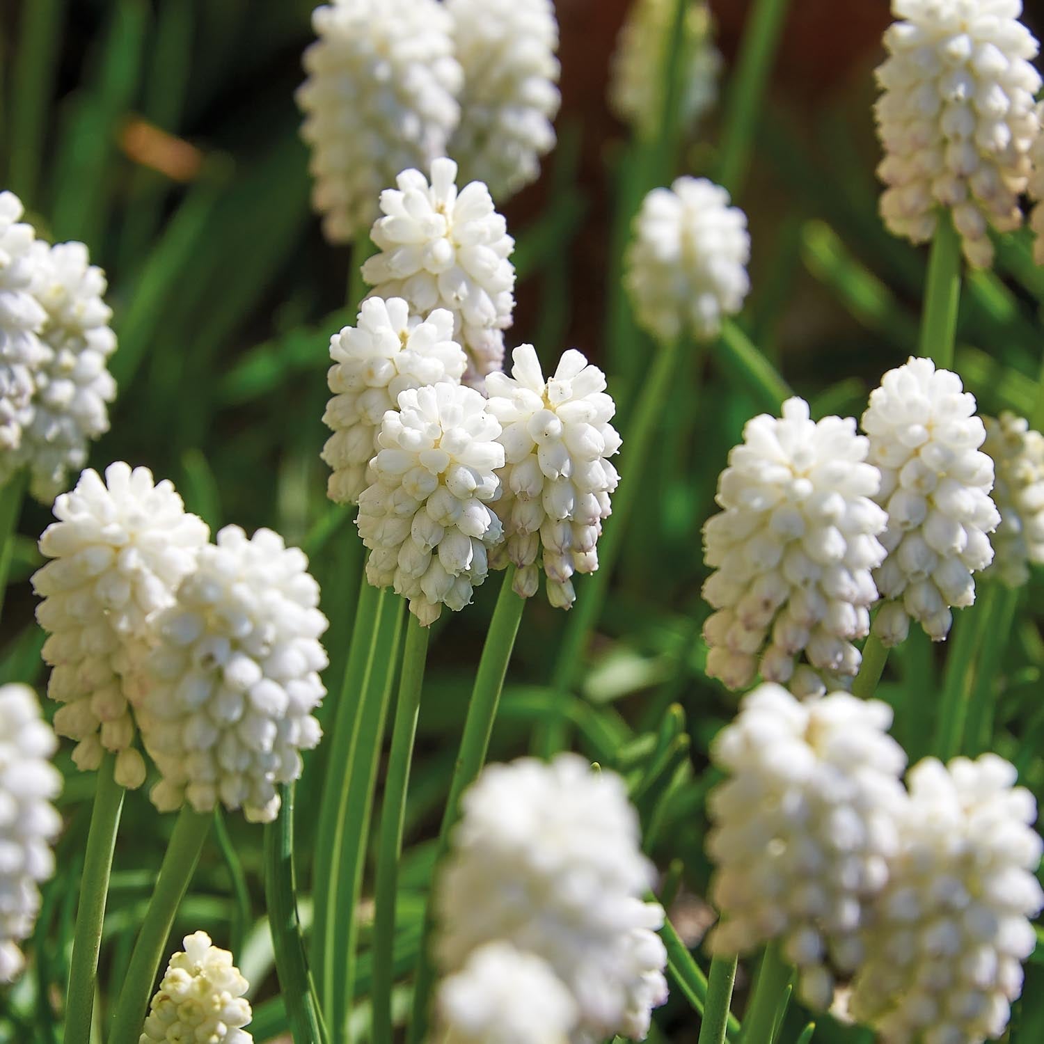 Helmililja, Muscari 'White Magic'