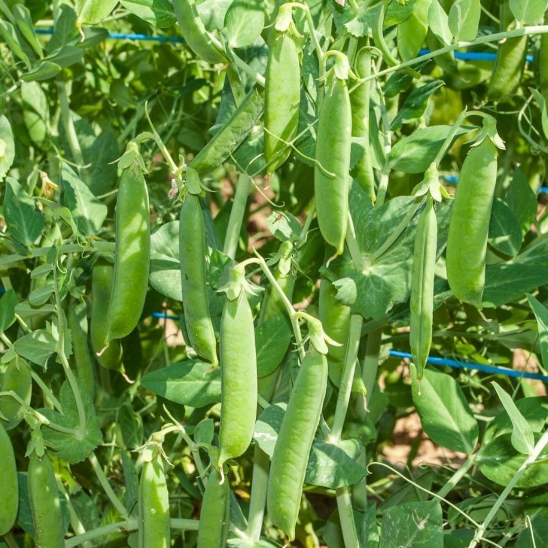 Herneen siemenet 'Ambassador' - 50 luomusiementä