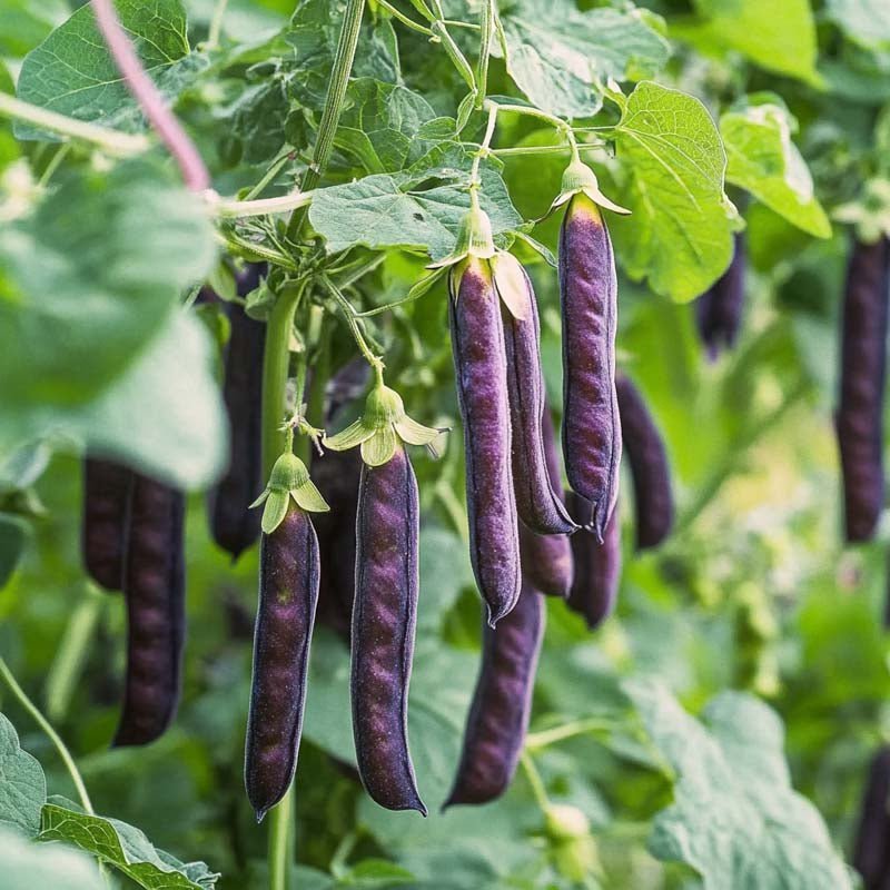 Herneensiemenet 'Blauwschokker' - 50 luomusiementä