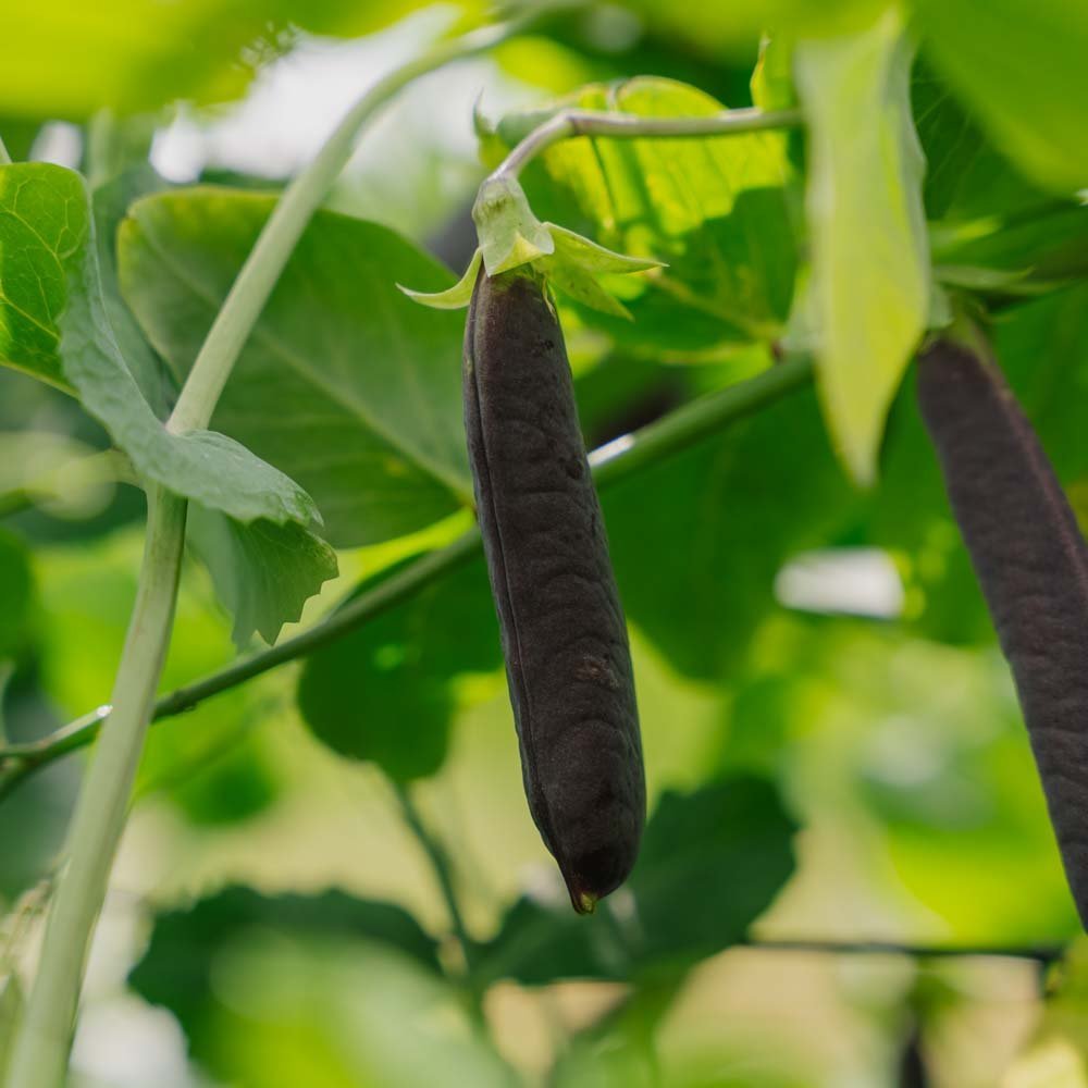 Herneensiemenet 'Blauwschokker' - 50 luomusiementä