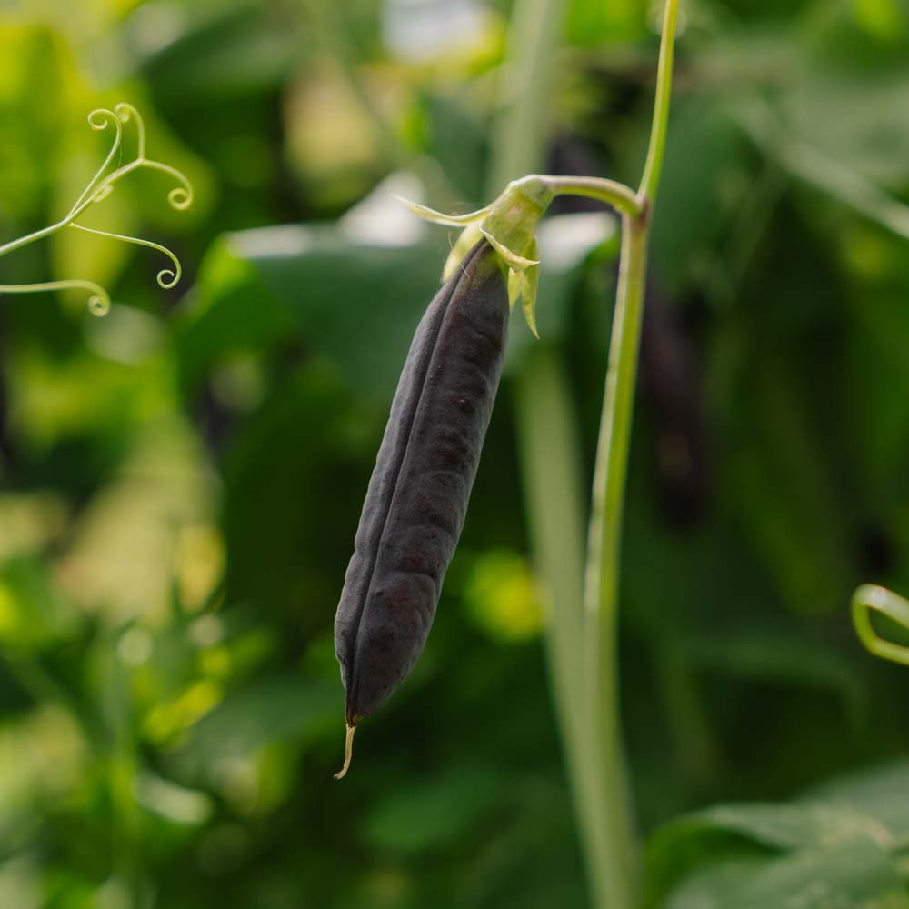 Herneensiemenet 'Blauwschokker' - 50 luomusiementä