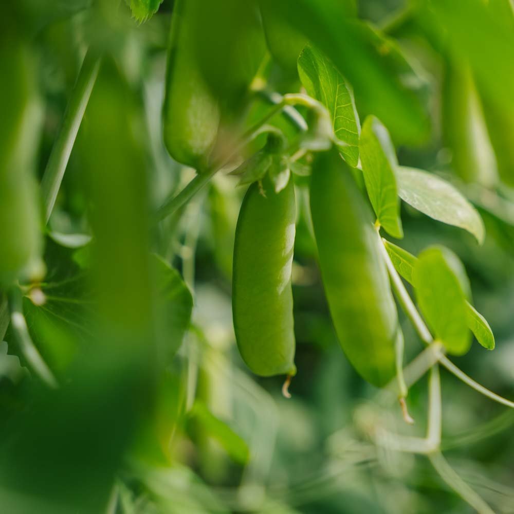 Herneensiemenet 'Eerste Vroege Mei' - 50 luomusiementä