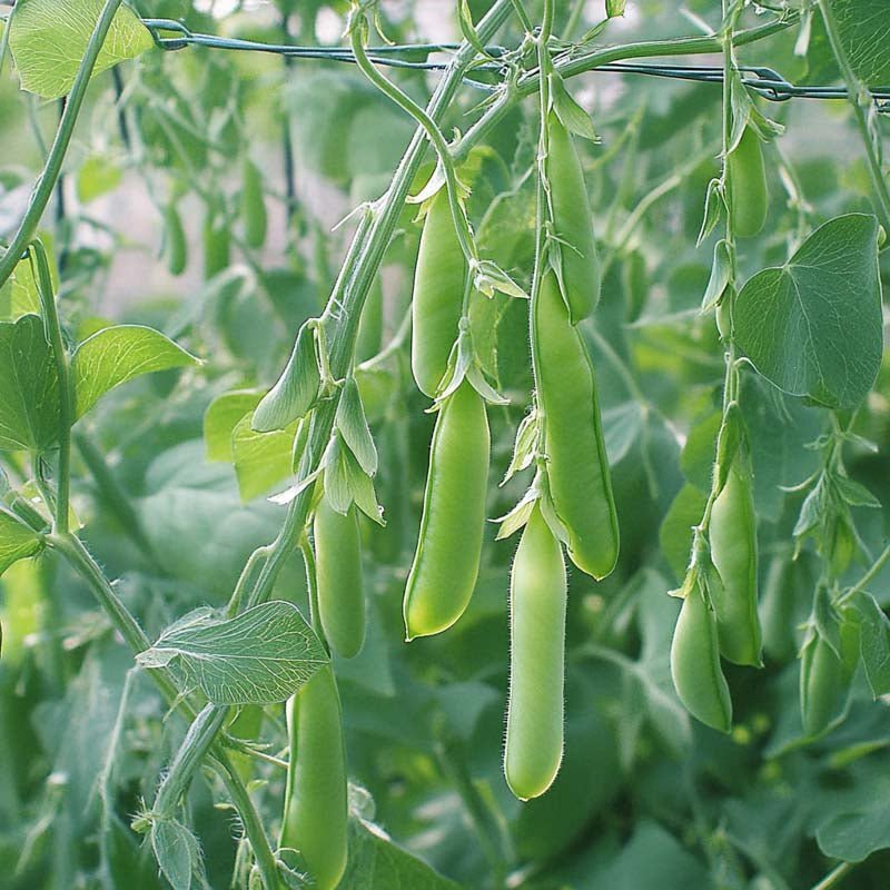 Herneensiemenet 'Eerste Vroege Mei' - 50 luomusiementä