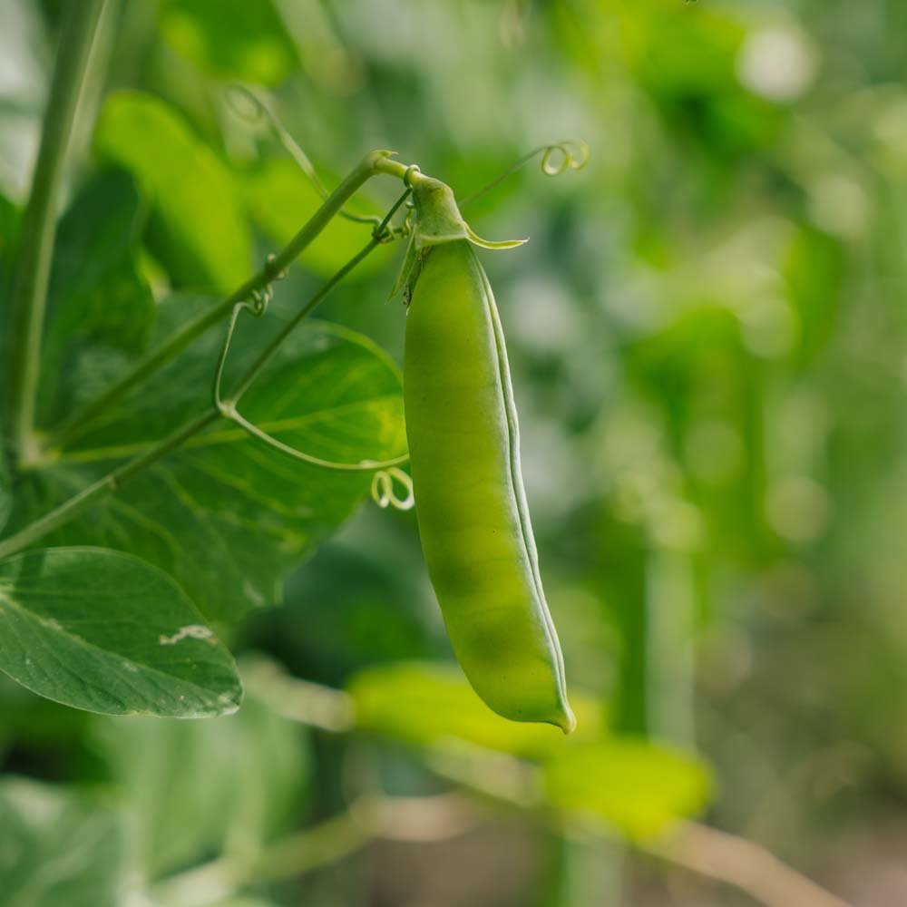 Herneensiemenet 'Eerste Vroege Mei' - 50 luomusiementä