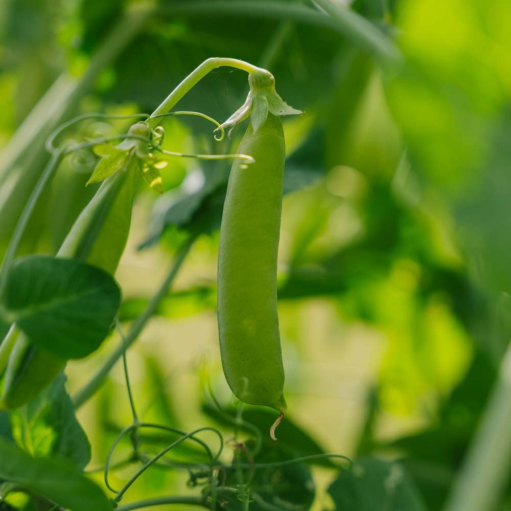 Herneensiemenet 'Eerste Vroege Mei' - 50 luomusiementä