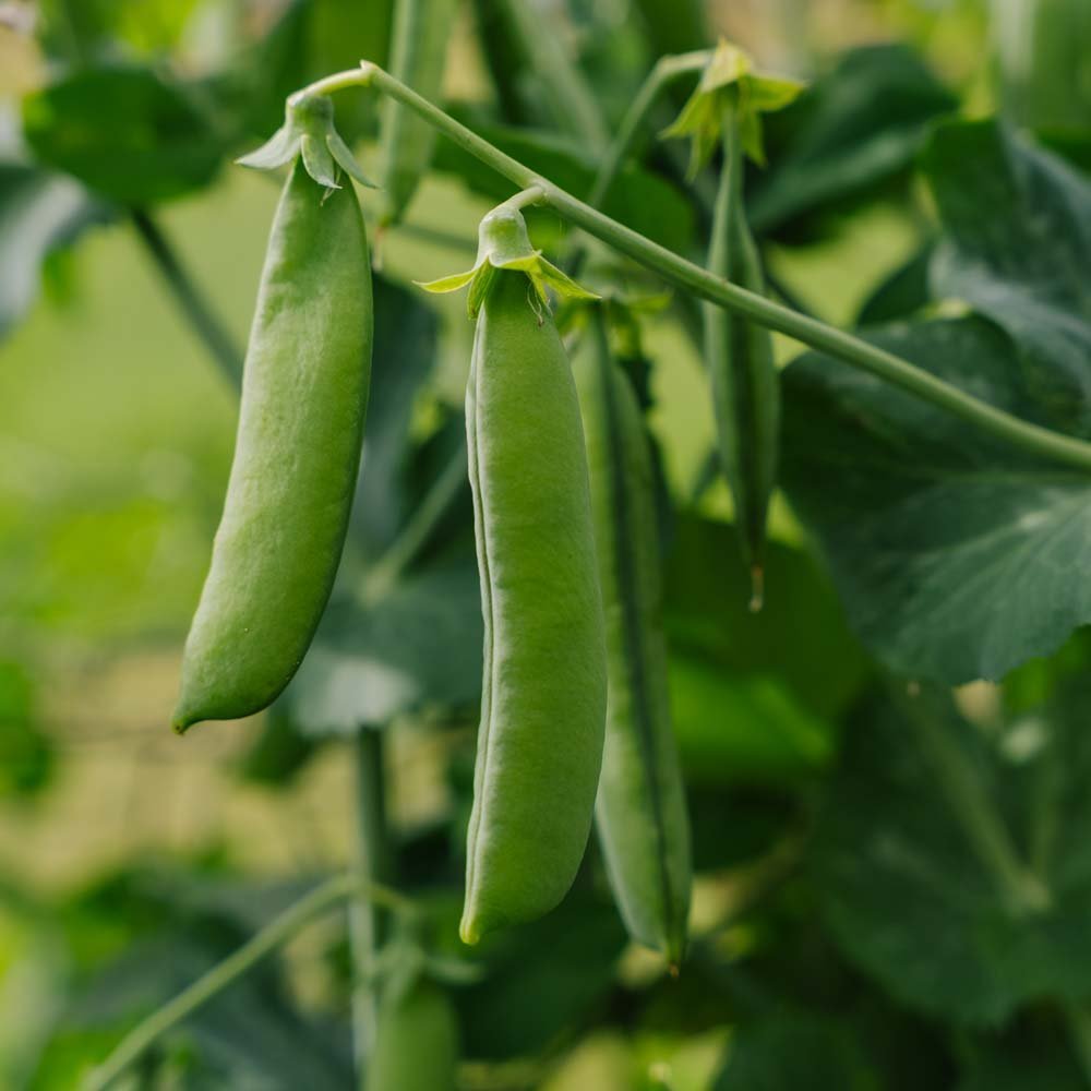 Herneensiemenet 'Kelvedon Wonder' - 50 luomusiementä