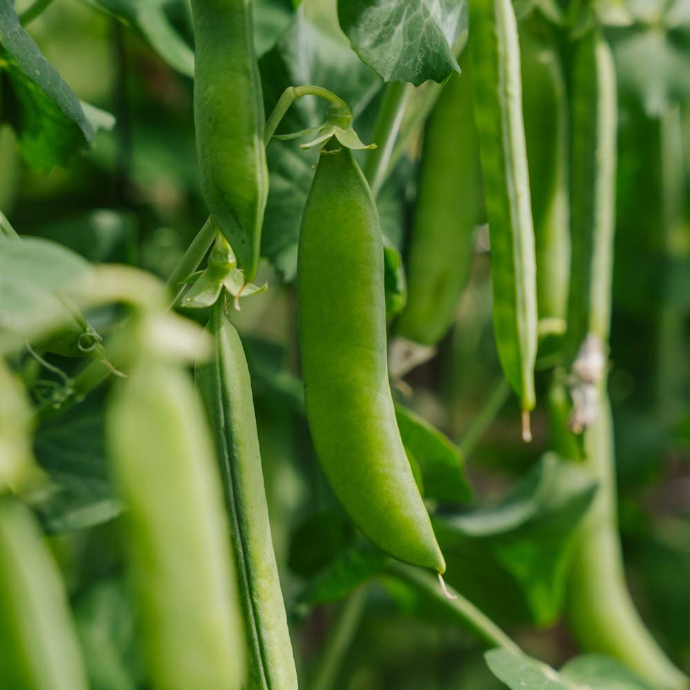 Herneensiemenet 'Kelvedon Wonder' - 50 luomusiementä