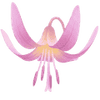 Koiranhammas sipulit / Erythronium