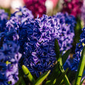 Hyasintti 'Blue Jacket'