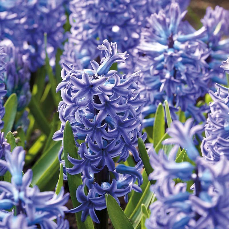 Hyasintti 'Blue Jacket'